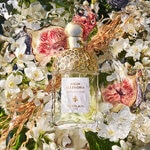 125 ML GUERLAIN Aqua Allegoria Aqua Allegoria Nerolia Vetiver Eau de Toilette&nbsp;  2 of 3 Aqua Allegoria Nerolia Vetiver Eau de Toilette&nbsp;