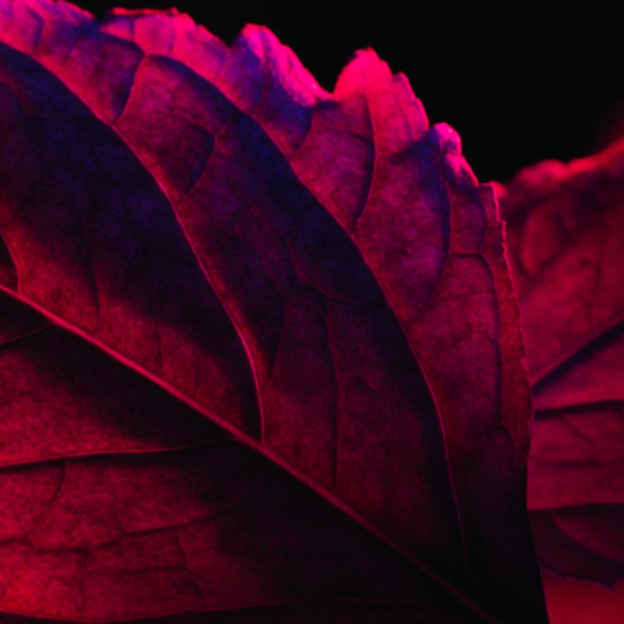 La Nuit Trésor Rouge Drama Eau de Parfum