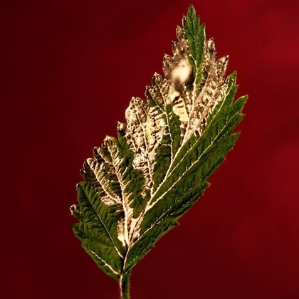 Boss Alive Absolu Parfum Intense