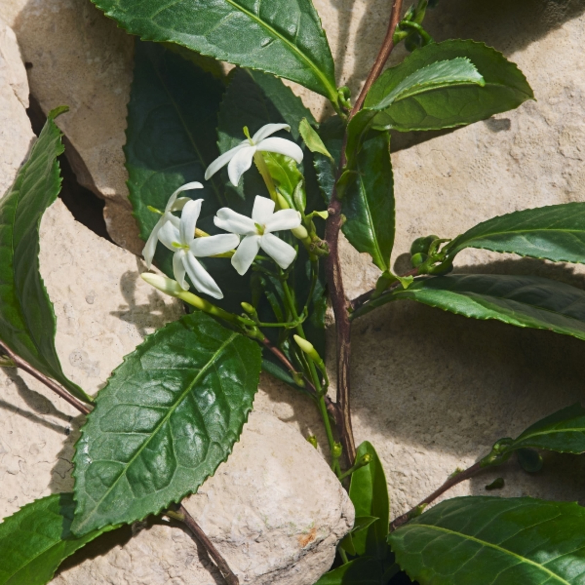 Light Blue Capri in Love Eau de Parfum