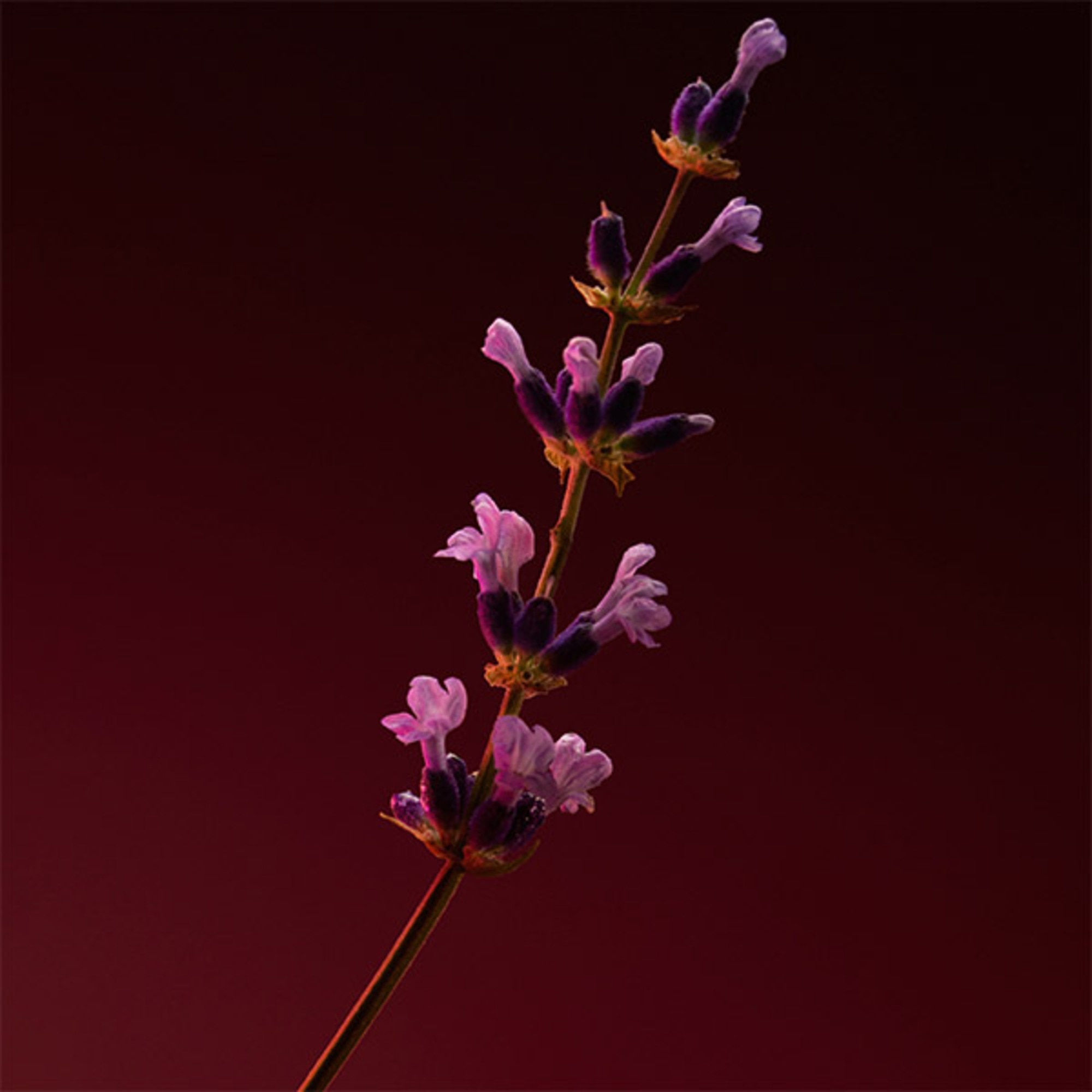 The Scent Elixir Him Eau de Parfum