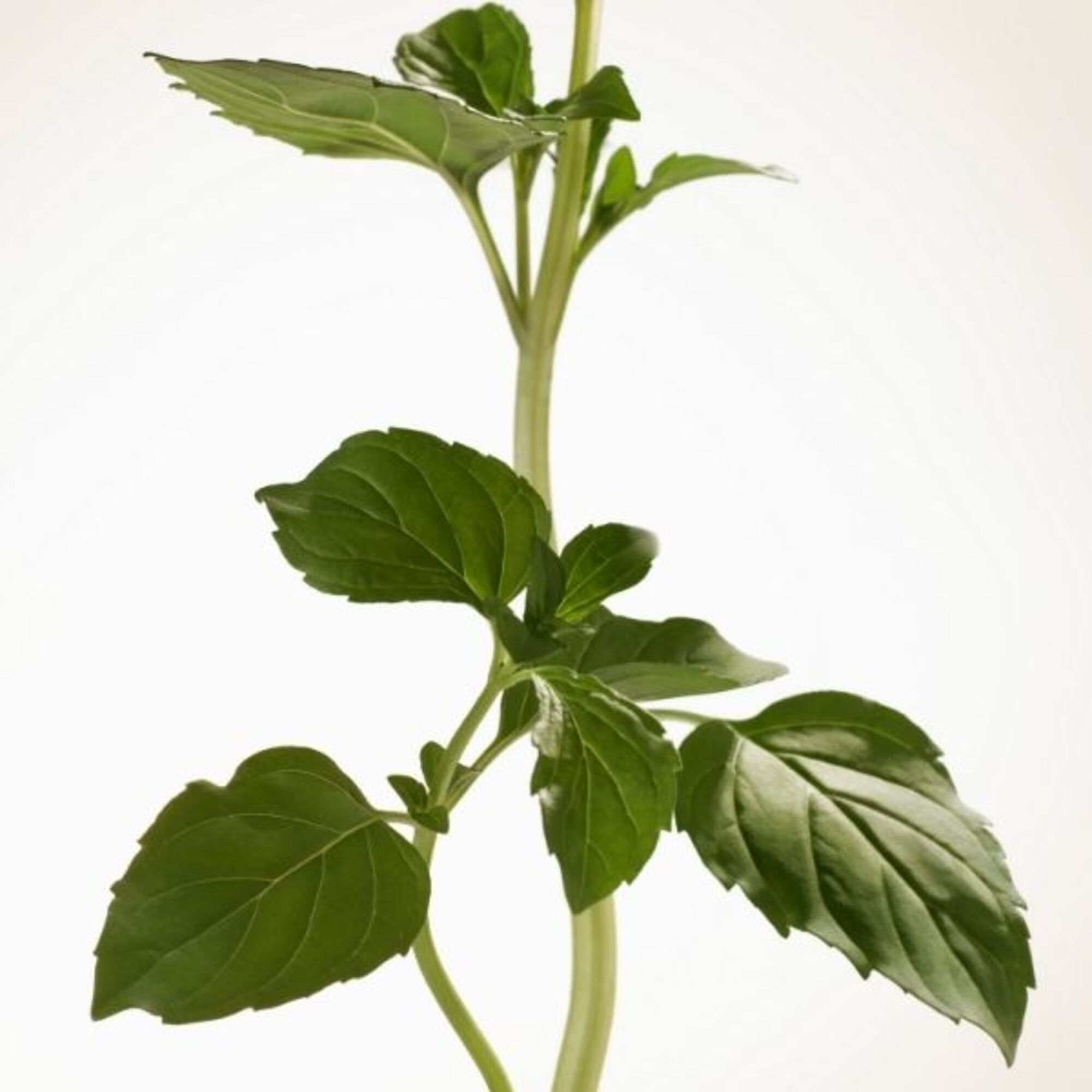 Goddess Intense Eau de Parfum