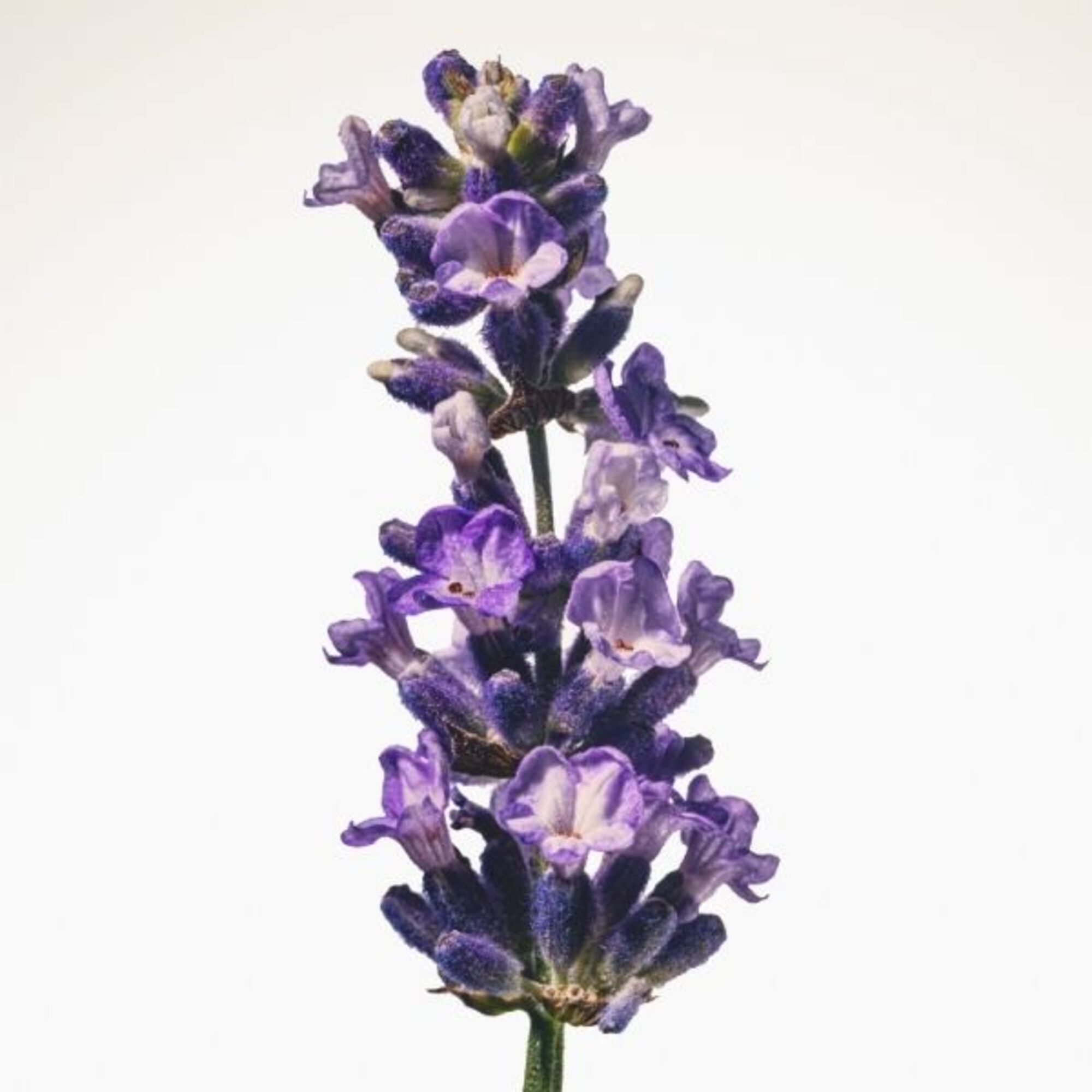 Goddess Intense Eau de Parfum