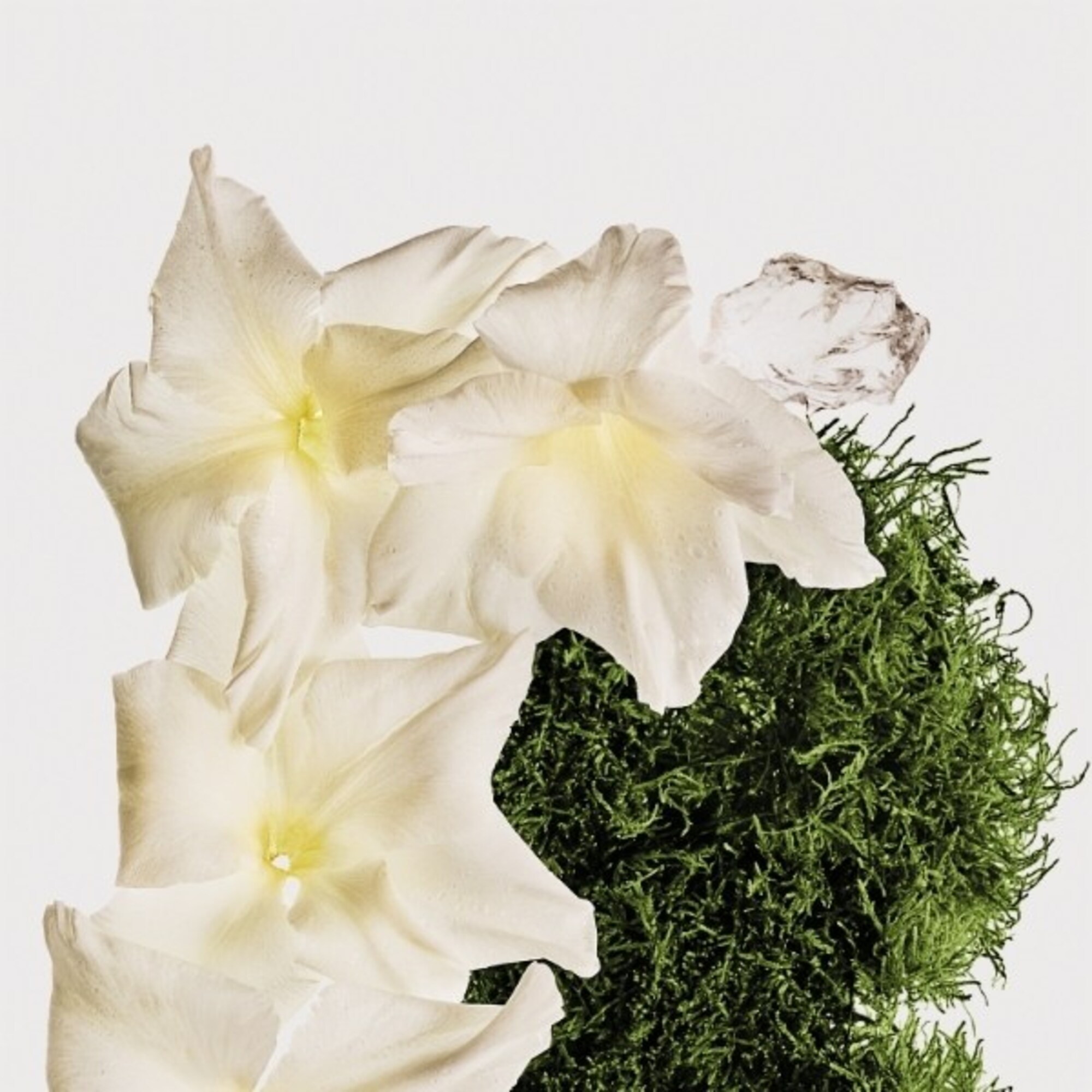 Hair and Body Mist Cotton Musk