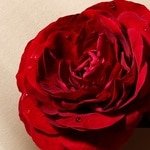 30 ML ARMANI Sí Si Parfum 2 of 6 Si Parfum
