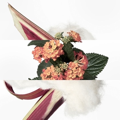 Eau De Rhubarbe Ecarlate Eau de Cologne