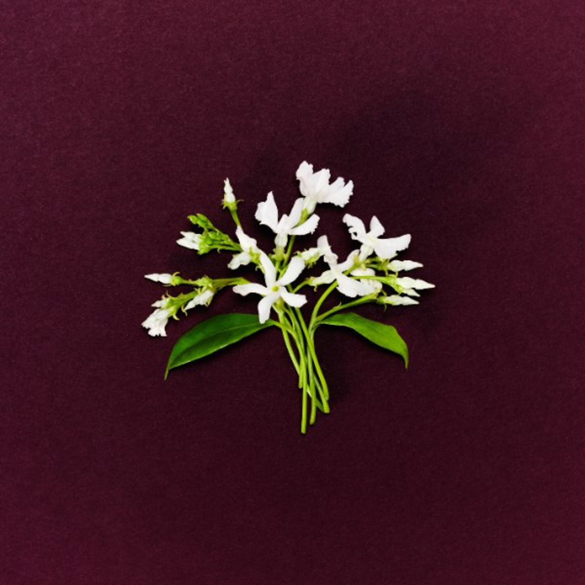 50 ML MARC JACOBS Perfect Absolute Perfect Absolute Eau de Parfum  1 of 7 