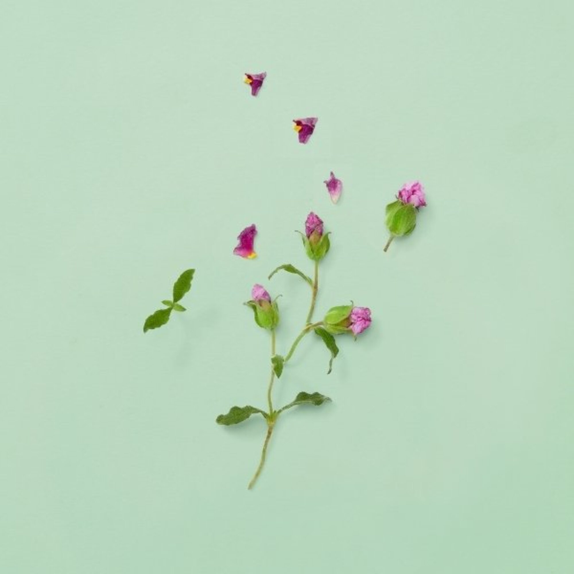 Guilty Pour Homme Parfum Eau de Parfum