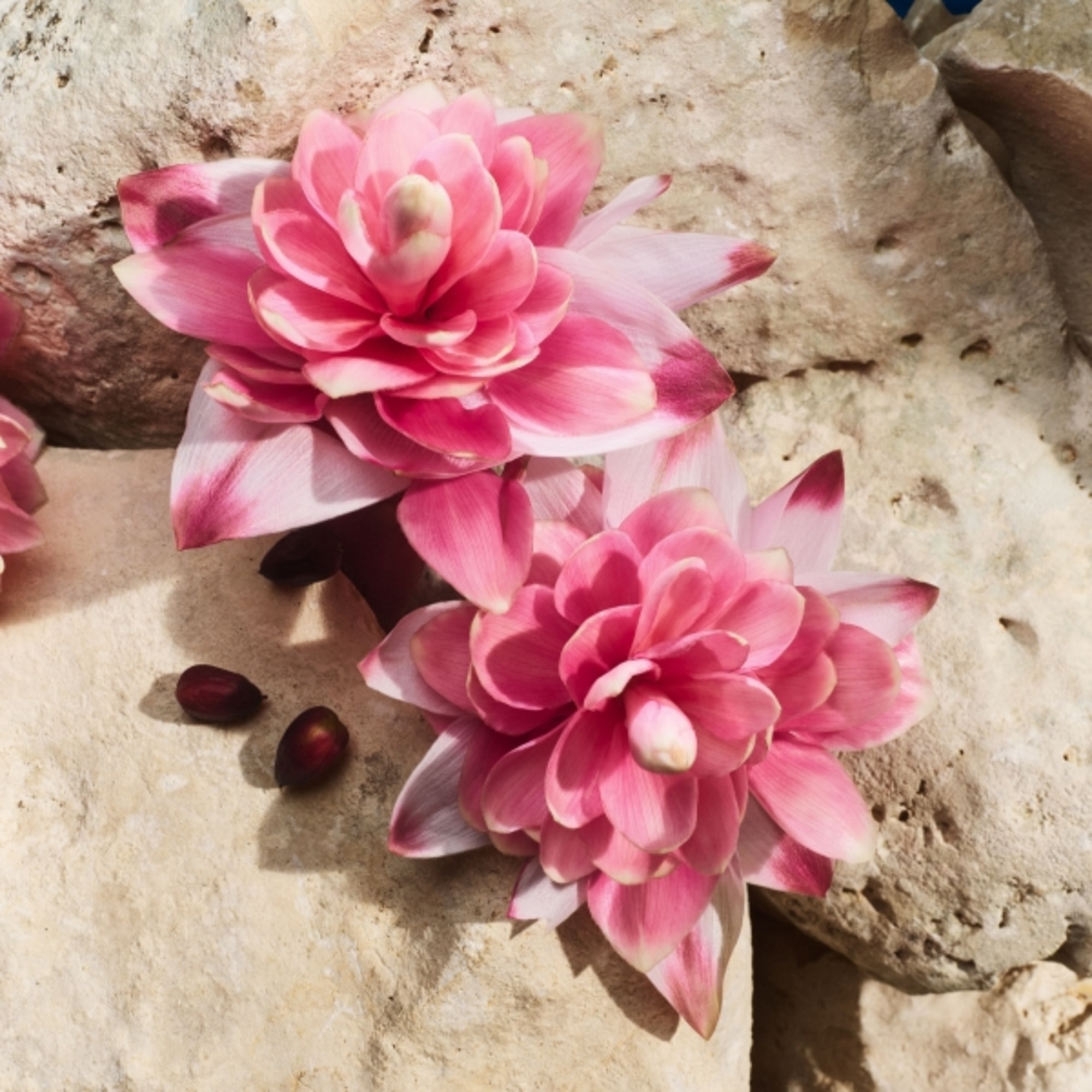 Light Blue Capri in Love Eau de Parfum