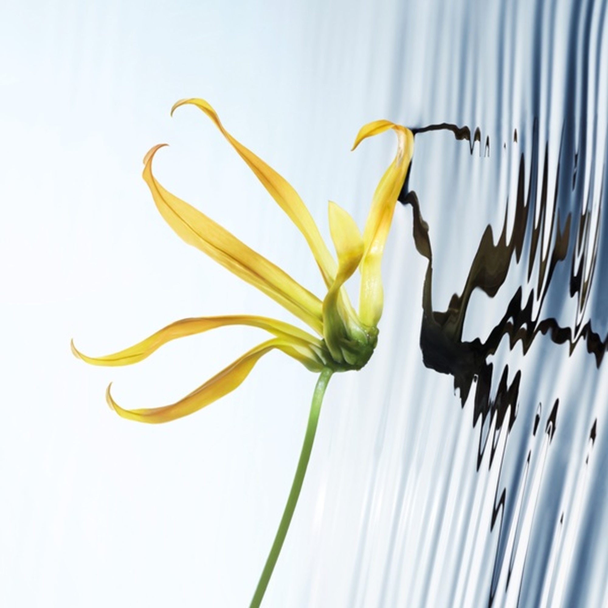 L'Eau d'Issey Eau de Parfum Intense