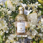 75 ML GUERLAIN Aqua Allegoria Aqua Allegoria Pera Granita Eau de Toilette&nbsp;  2 of 3 Aqua Allegoria Pera Granita Eau de Toilette&nbsp;