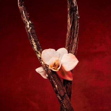 Boss Alive Absolu Parfum Intense