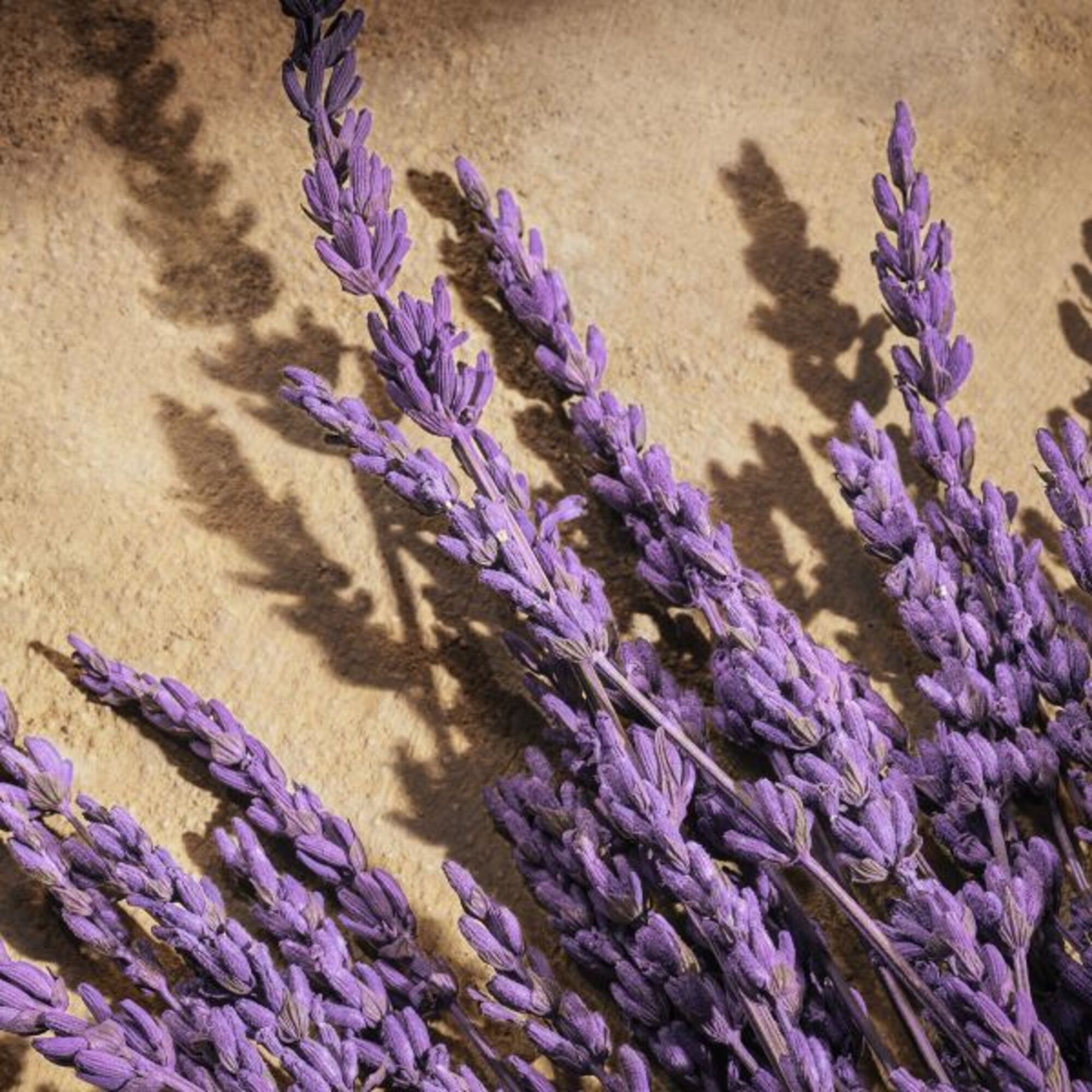 Devotion For Men Parfum