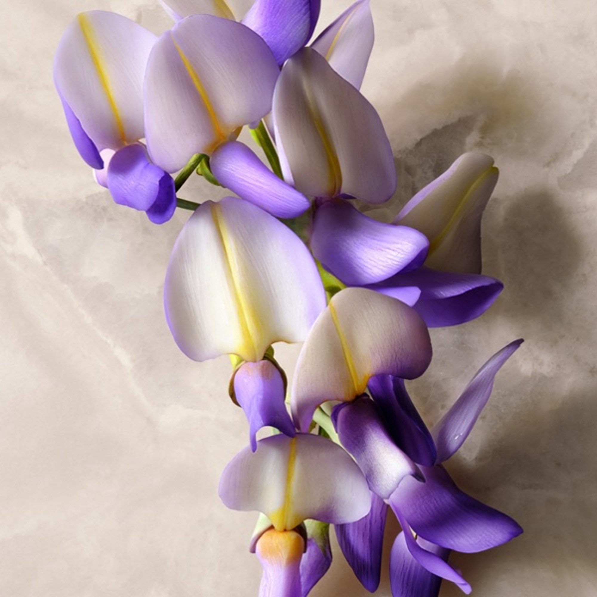 Guilty Absolu Parfum Femme